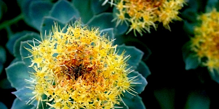 Burnirót (Rhodiola rosea)