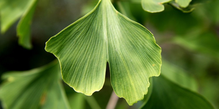 Ginkgo Biloba