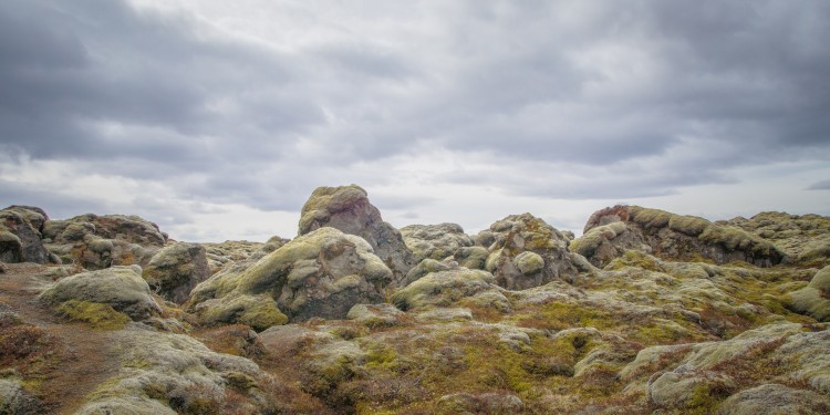 Íslensk fjallagrös